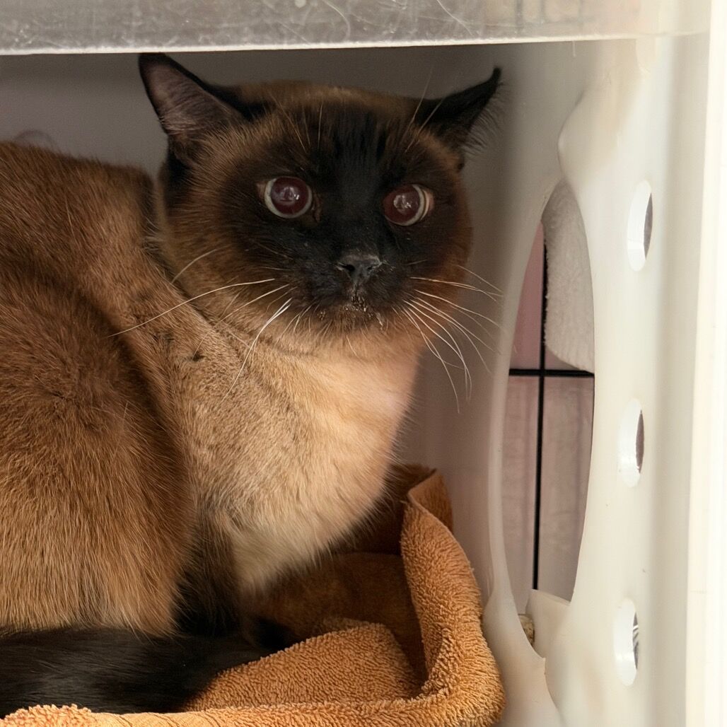 Hello my name is Mongoose