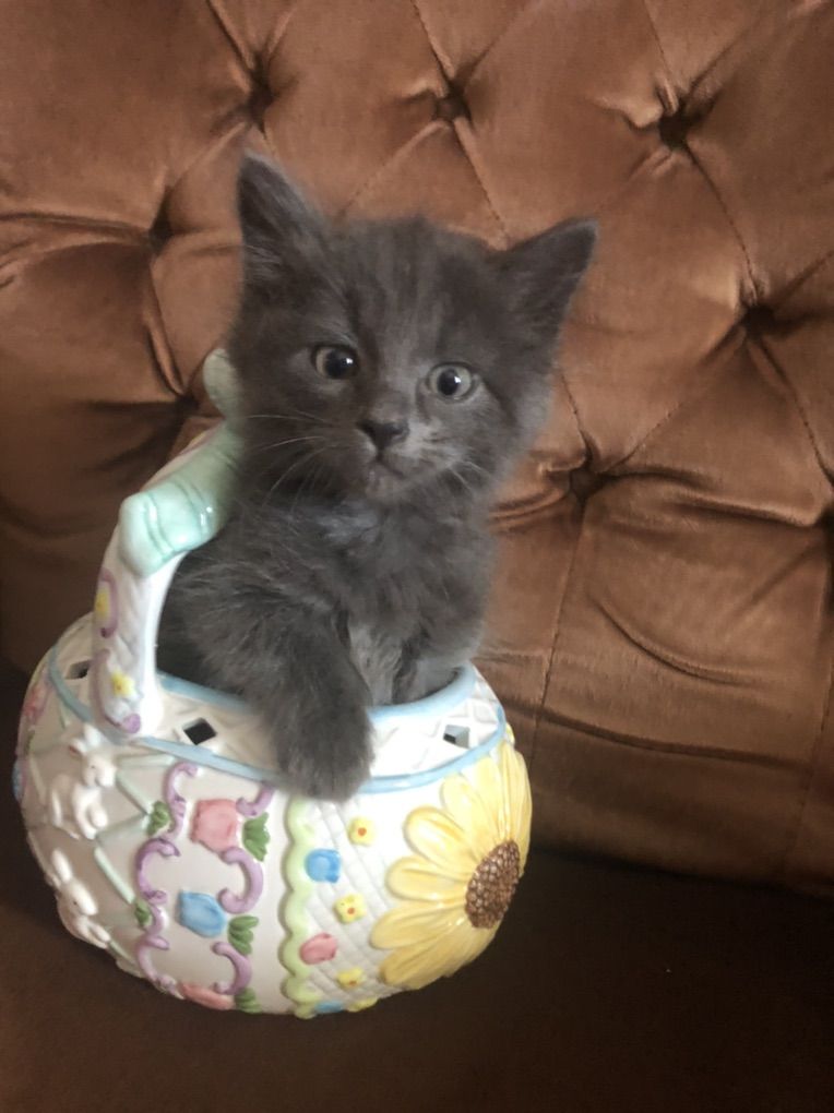 Nebelung Kitten