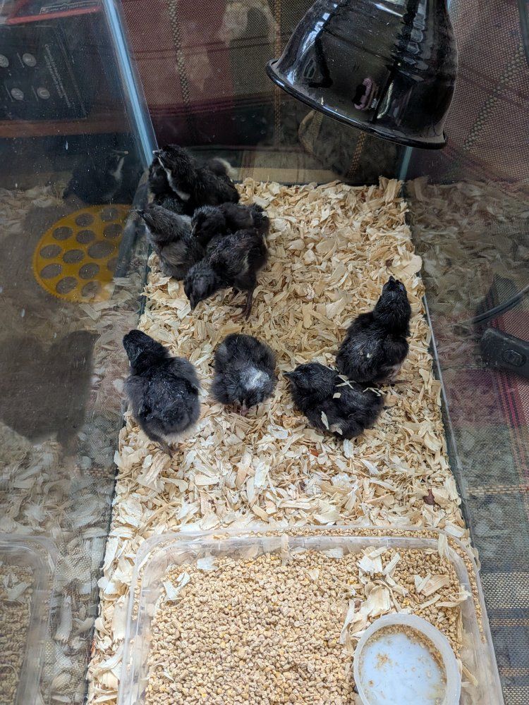 Week-Old Strait Run Chicks, Farmyard Mix (Ayam Cemani, Black Lace Wyandotte, Buff Orpington, Black Australorp, Barred Rock)
