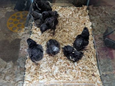 Week-Old Strait Run Chicks, Farmyard Mix (Ayam Cemani, Black Lace Wyandotte, Buff Orpington, Black Australorp, Barred Rock)