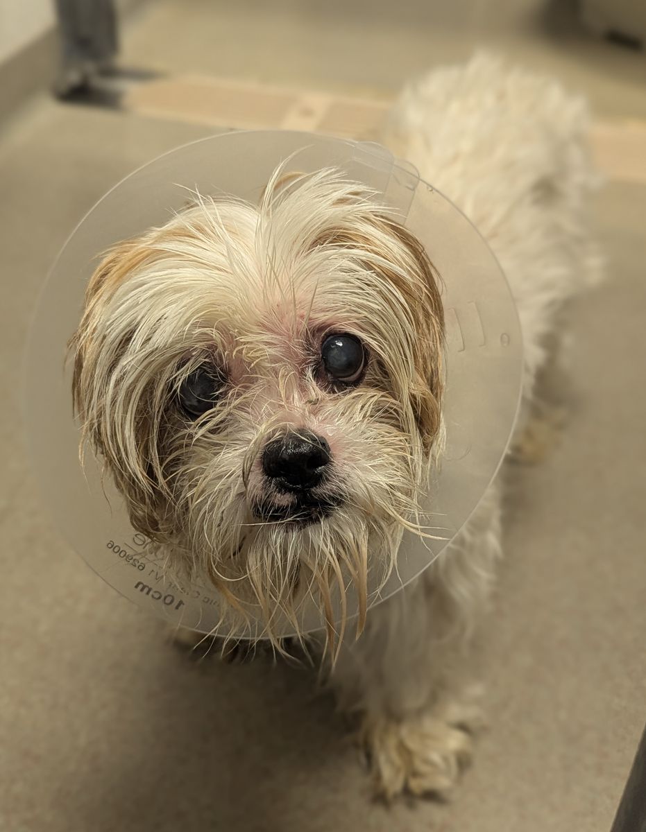 A164443 Zoey is Available for Adoption!