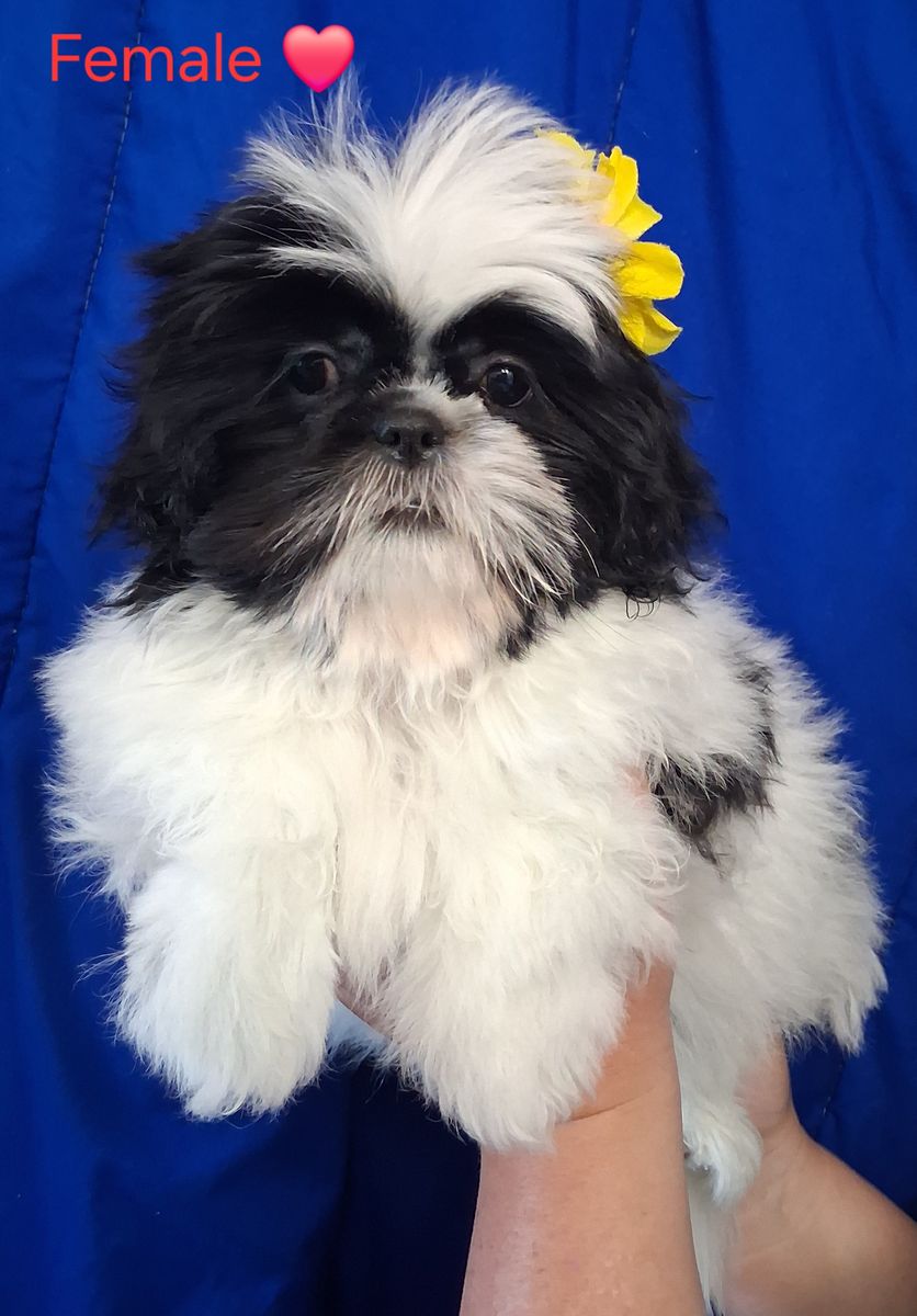 PUREBRED SHIH TZU PUPPIES FEMALE & MALE
