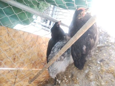 2 lavender opingtons/ $17 each