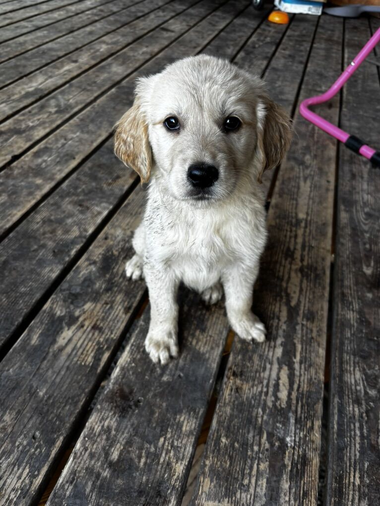 Akc pro trained golden retriever puppy