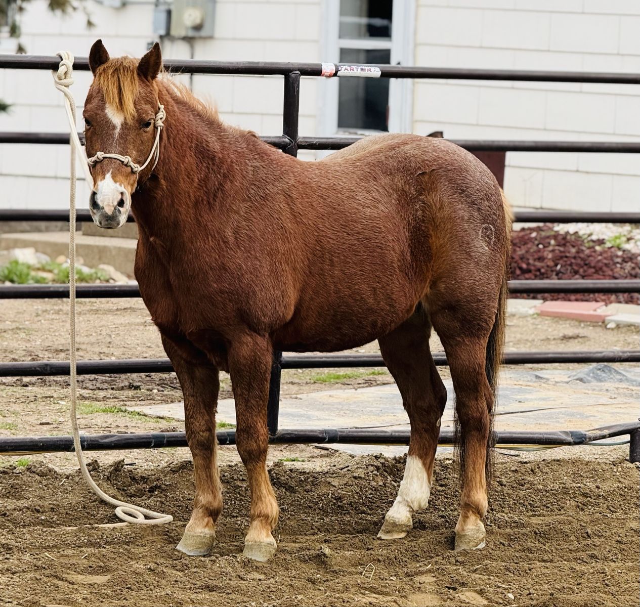 Pony