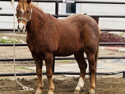 Pony