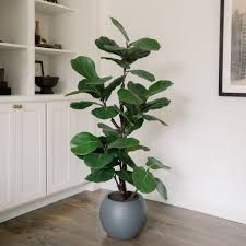Faux 5' Slim Fig Tree by CGH 1987569 #107011