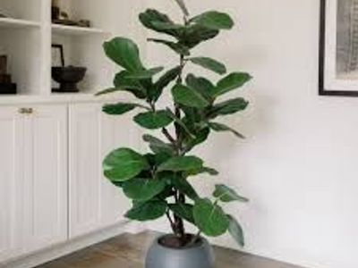 Faux 5' Slim Fig Tree by CGH 1987569 #107011
