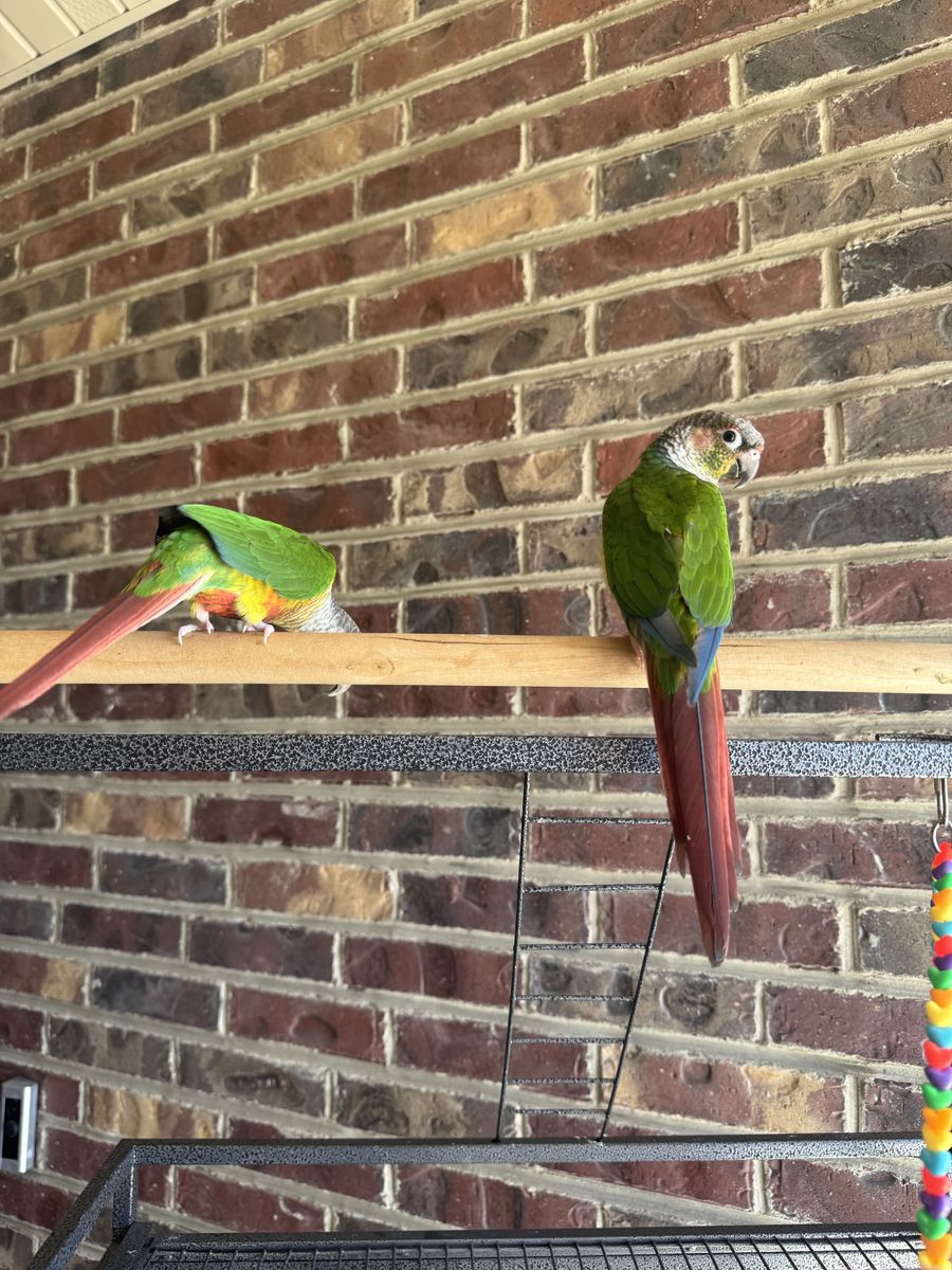Green Cheek Conures