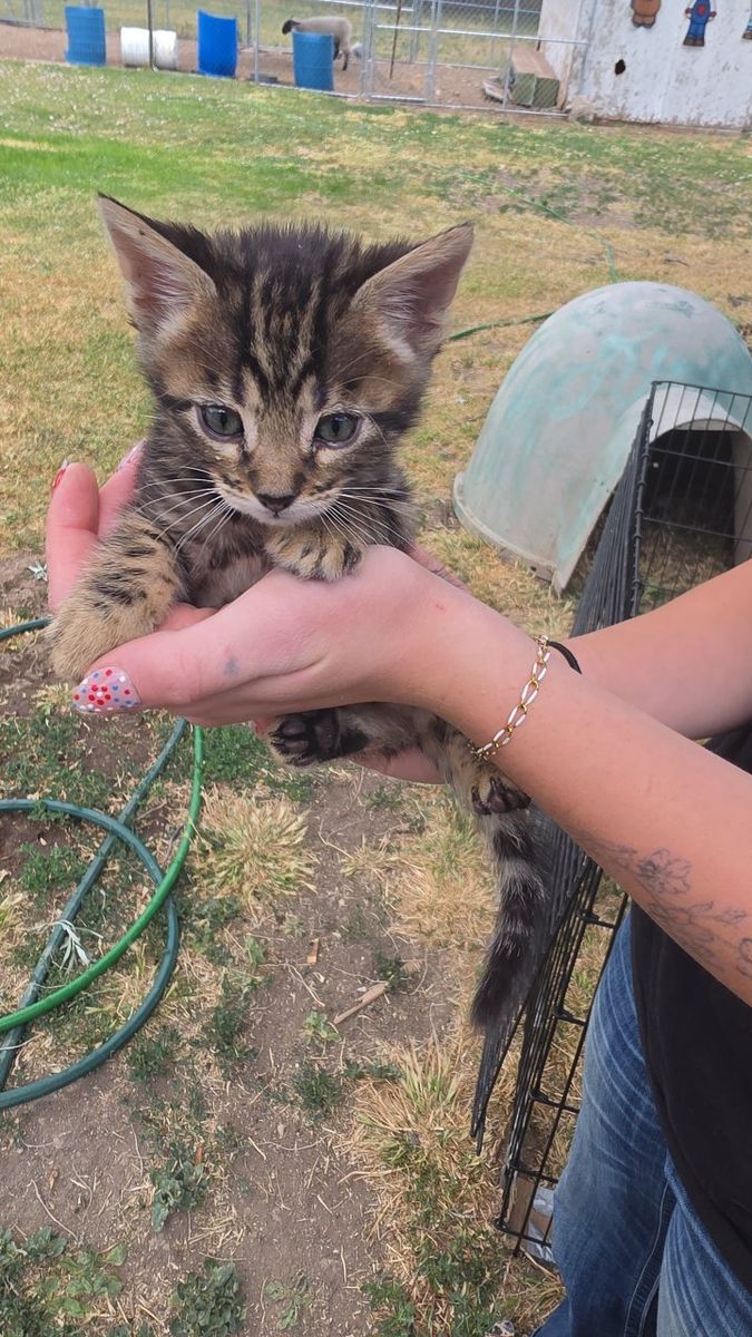 Sadie 6 week old Bengal female!
