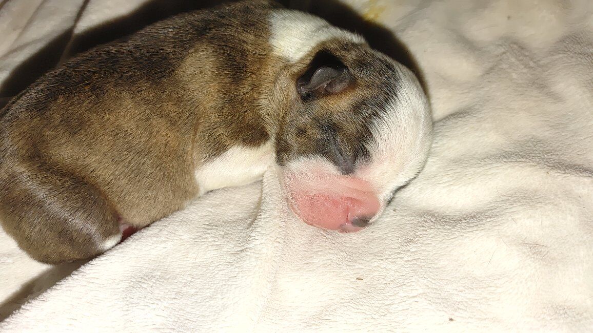 MALE Boston Terrier Puppies x3 AKC/CKC