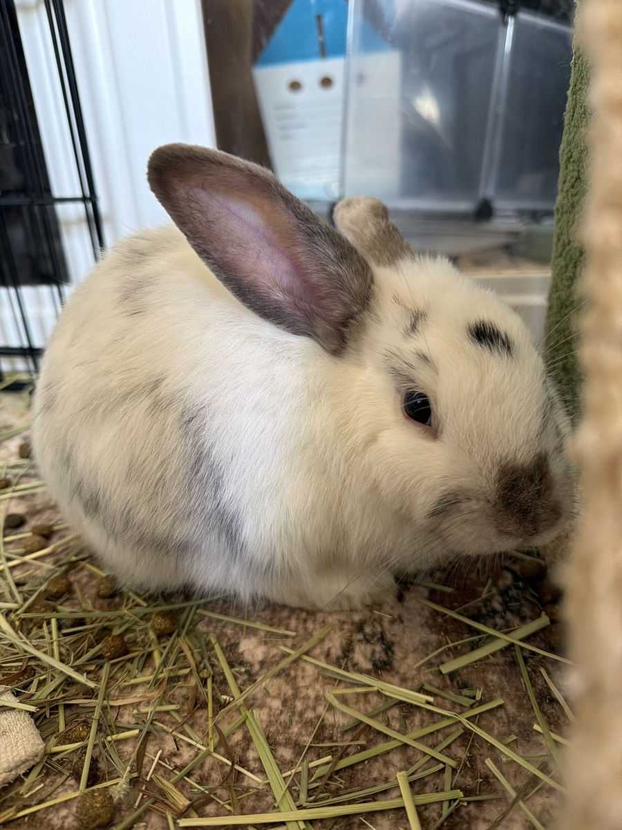 Adopt a Sweet 1-Year-Old Male Rabbit - Neutered & People-Friendly