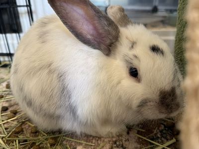 Adopt a Sweet 1-Year-Old Male Rabbit - Neutered & People-Friendly