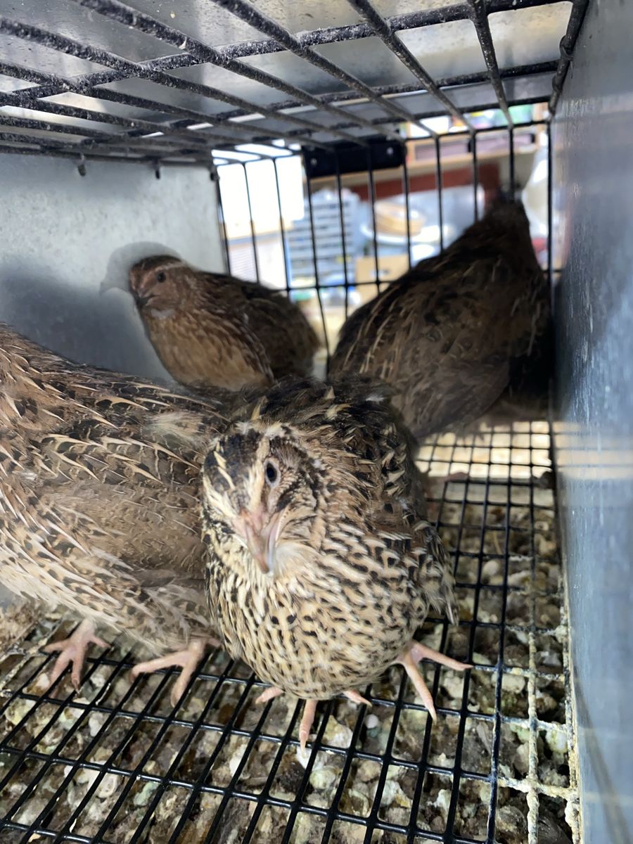 Female Jumbo Brown Coturnix Quail