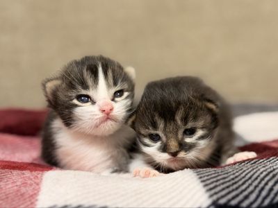 Adorable fluffy kittens