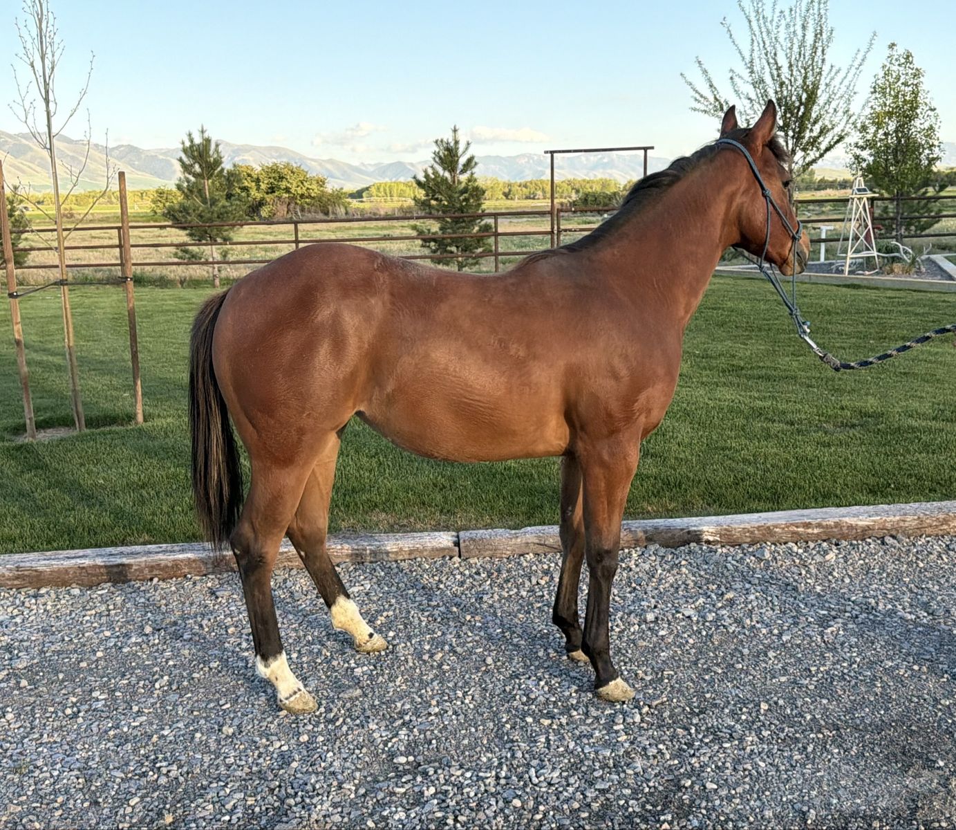 2025 cow bred filly roping prospect