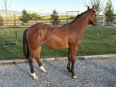 2025 cow bred filly roping prospect