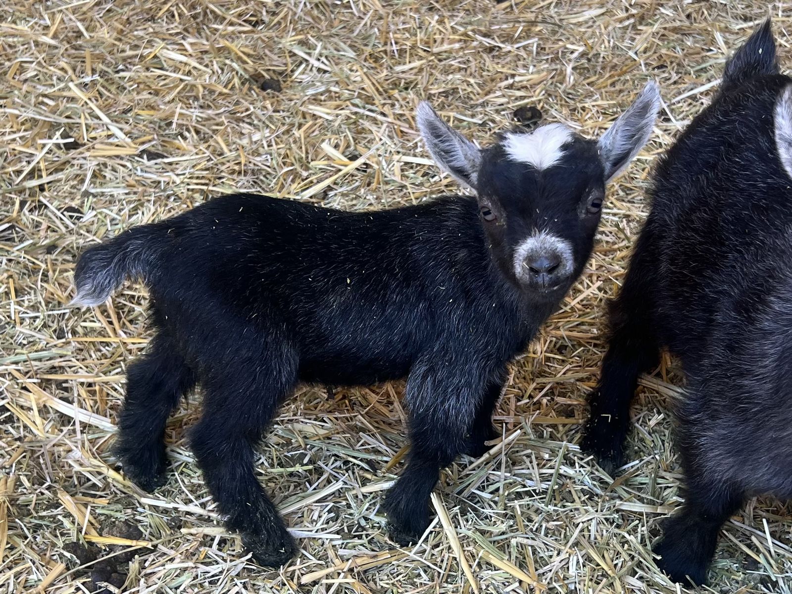 Teeny Tiny Pygmy Goats(registerable)