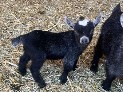 Teeny Tiny Pygmy Goats(registerable)