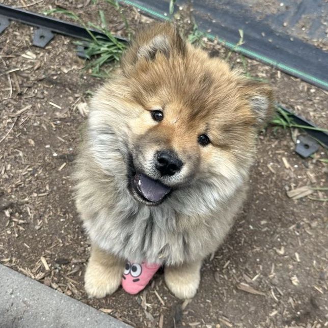 Chow chow puppy!!!