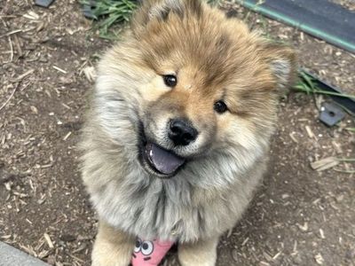 Chow chow puppy!!!