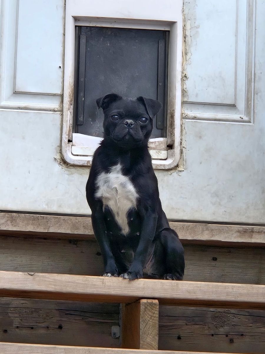 female pug looking for new home