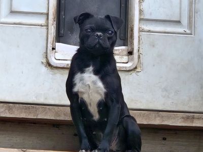 female pug looking for new home