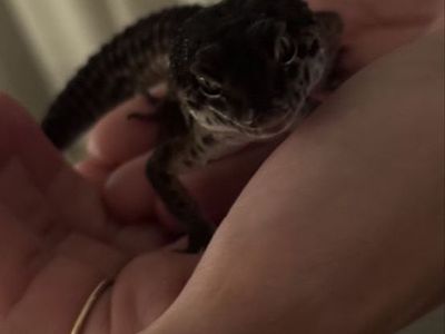 Black night-black blood cross leopard gecko.