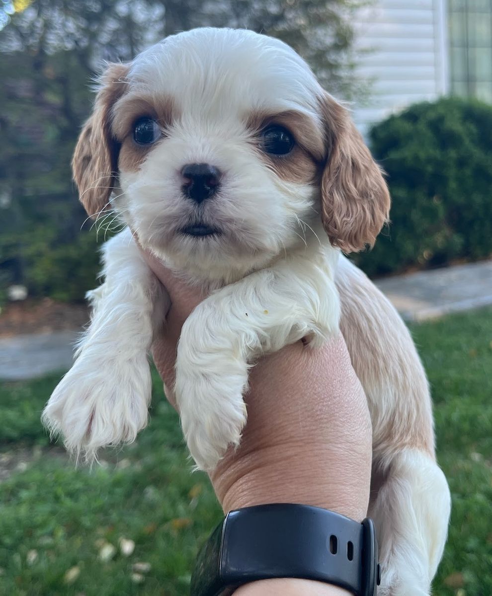 AKC Cavalier King Charles Male Puppy