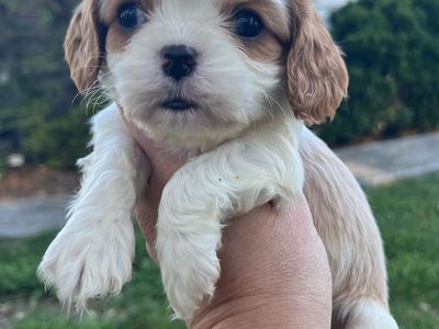 AKC Cavalier King Charles Male Puppy