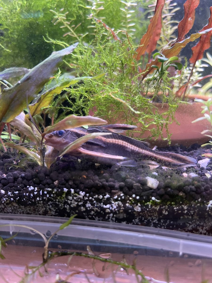 Raphael catfish