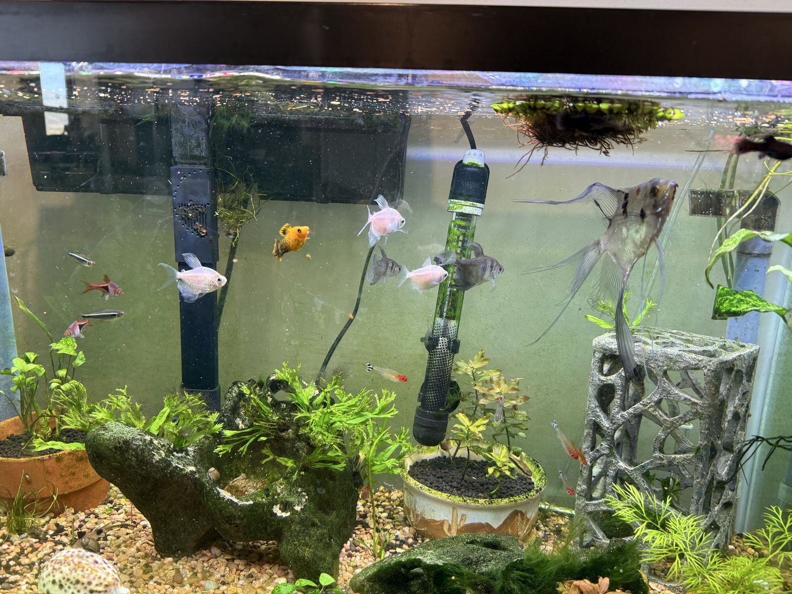 Skirted tetras and one Molly