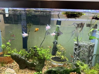 Skirted tetras and one Molly