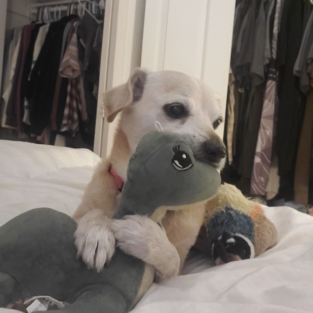 Hello my name is Nuggie