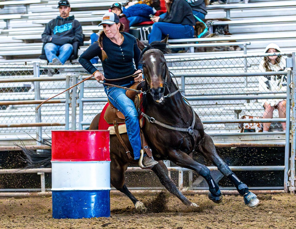 Barrel and Pole Gelding
