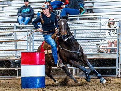 Barrel and Pole Gelding
