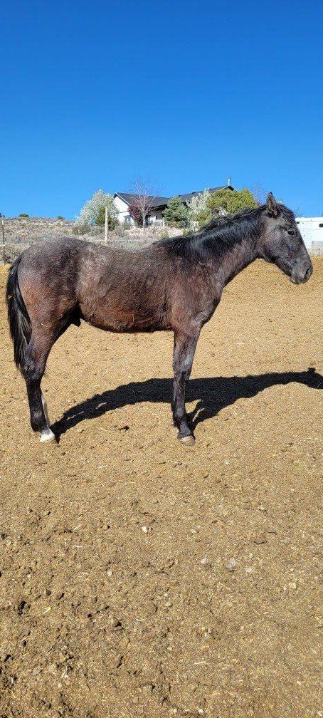two 1 year old papered Andalusian stud colts