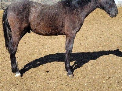two 1 year old papered Andalusian stud colts