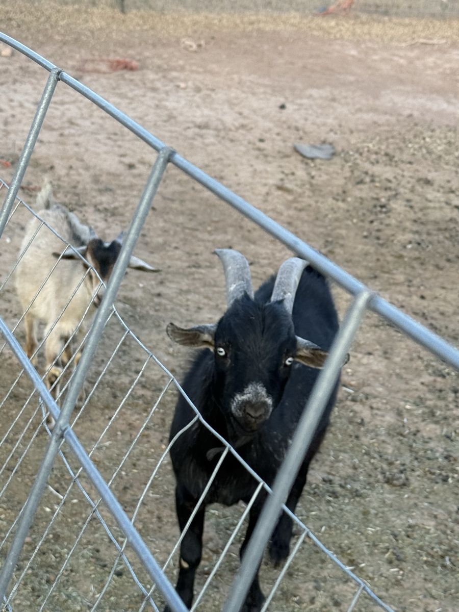 Mini Nubian Buck
