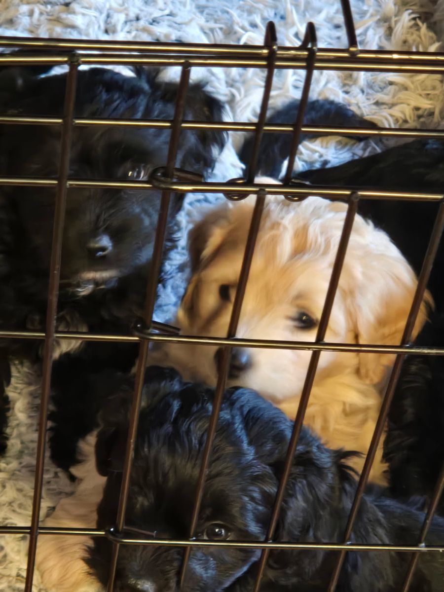 The cutest Doodle/Coton de Tulear puppies