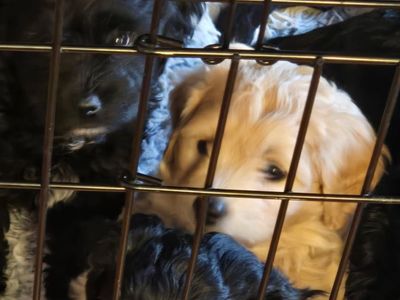 The cutest Doodle/Coton de Tulear puppies