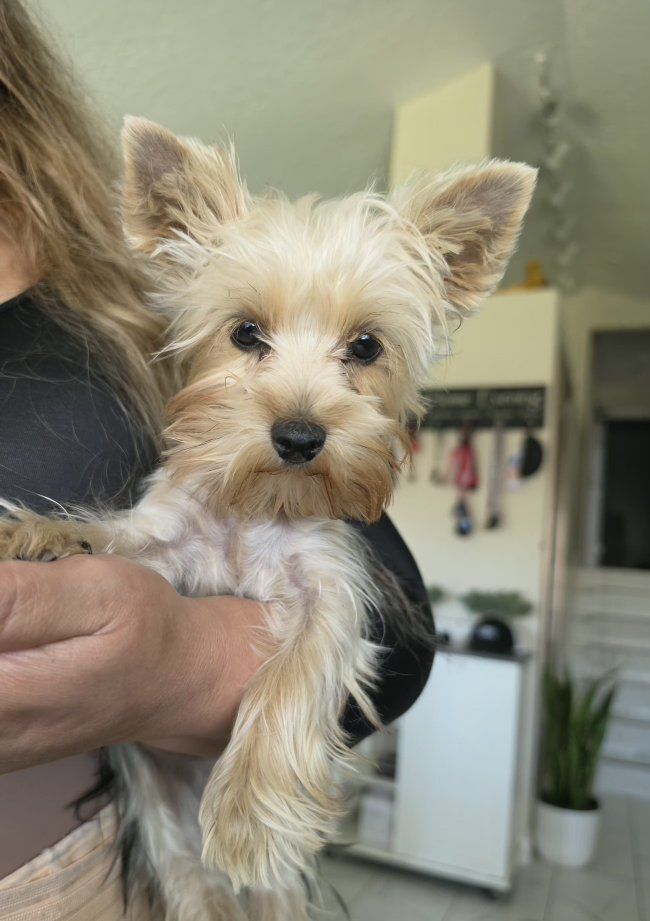 Yorkshire Terrier Puppy
