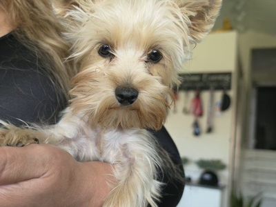 Yorkshire Terrier Puppy