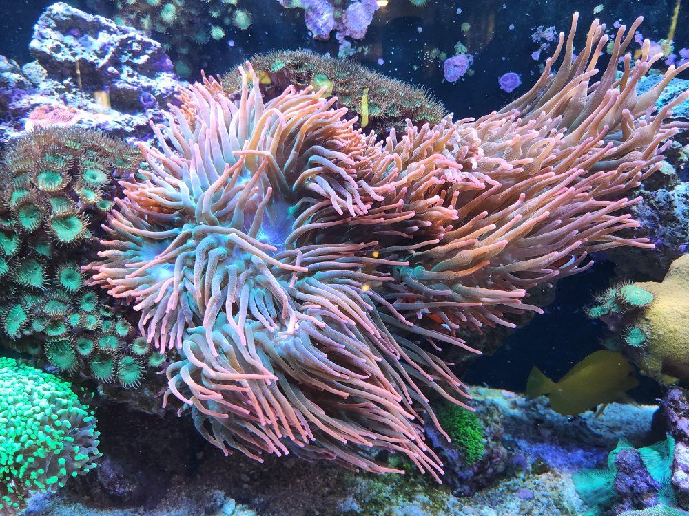 Rainbow Bubble Tip Anemones