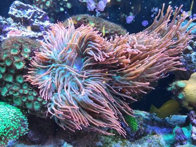 Rainbow Bubble Tip Anemones