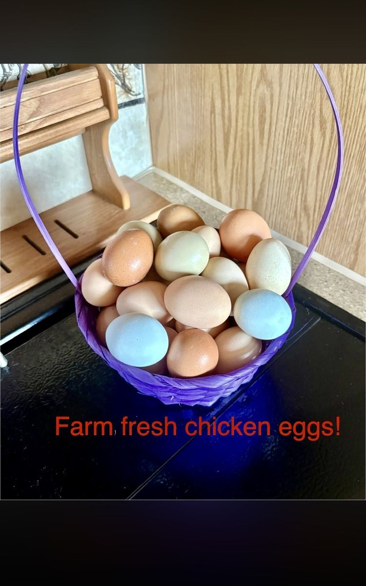 Free range chicken eggs!