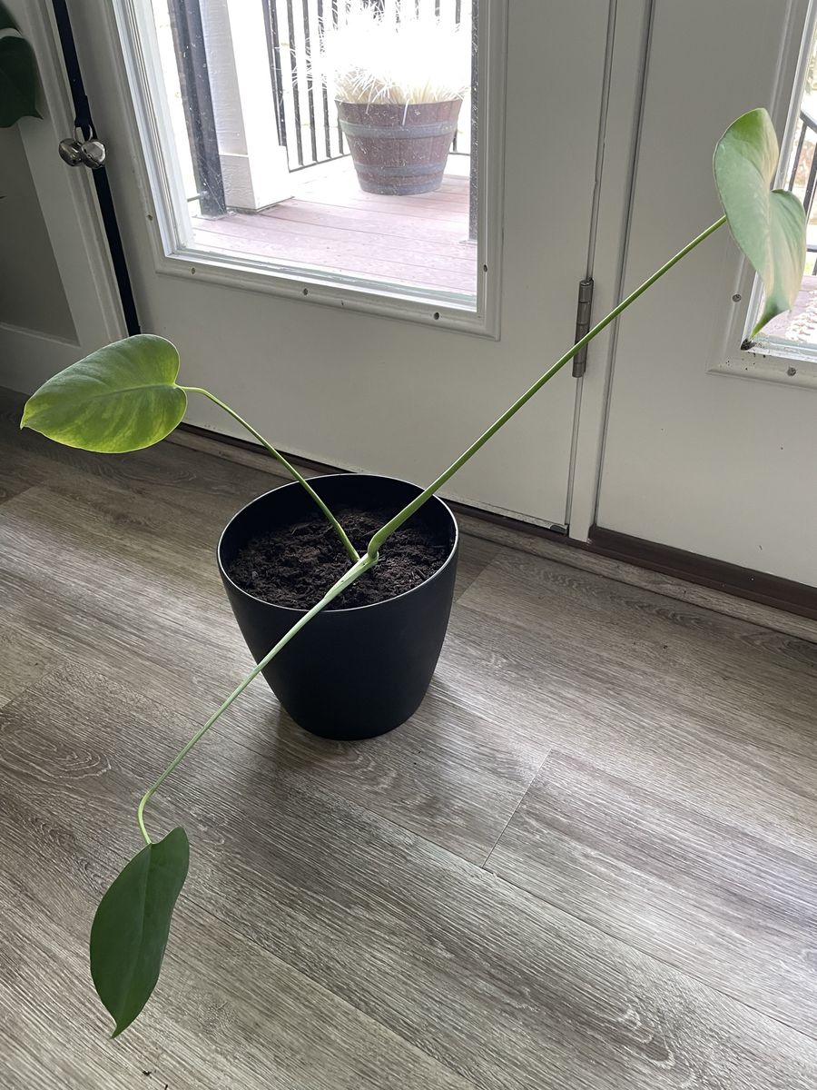 Potted real monstera plant in 8” high pot