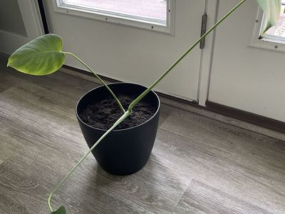 Potted real monstera plant in 8” high pot