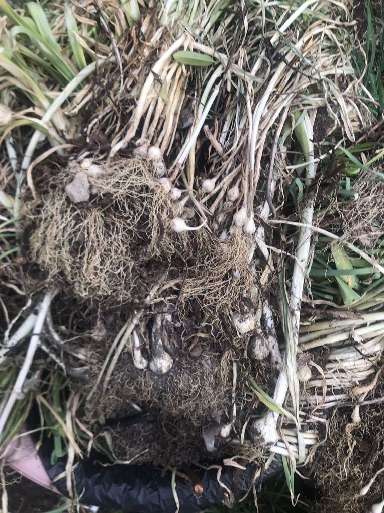 Monviso Garlic From Gilroy California’s Garlic Fes