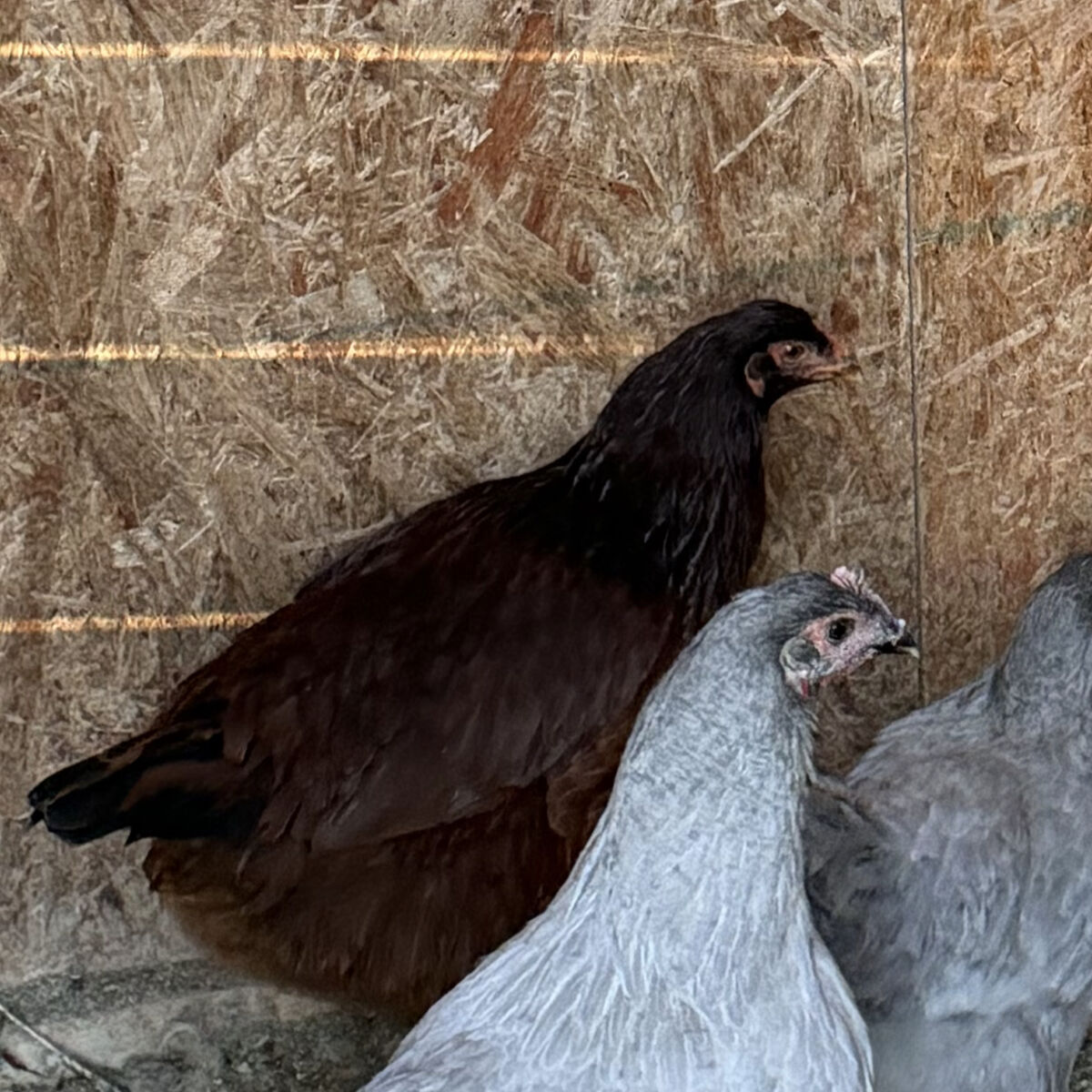 Buckeye Pullets - Ready To Lay